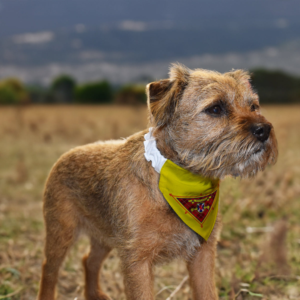 Scotland The Brave - Dog Bandana - 4 Sizes
